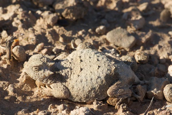 Round-tailed Horned Lizard (Phrynosoma modestum)