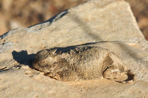 Round-tailed Horned Lizard (Phrynosoma modestum)