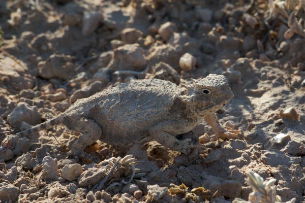 Round-tailed Horned Lizard (Phrynosoma modestum)