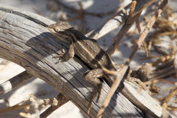 Southwestern Fence Lizard (Sceloporus cowlesi)