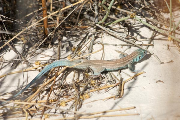 Little White Whiptail (Aspidoscelis inornata gypsi)