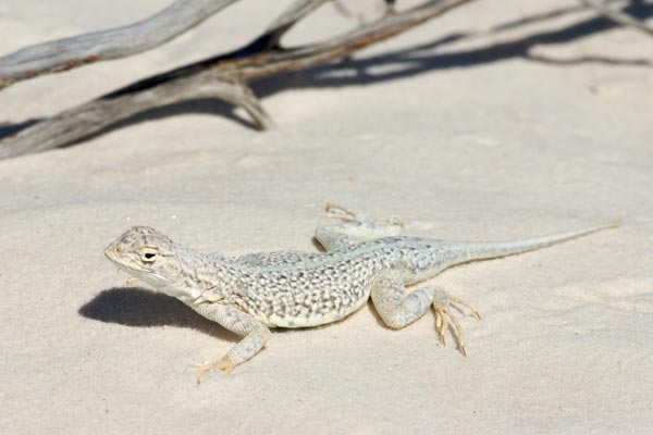 Common Lesser Earless Lizard (Holbrookia maculata)