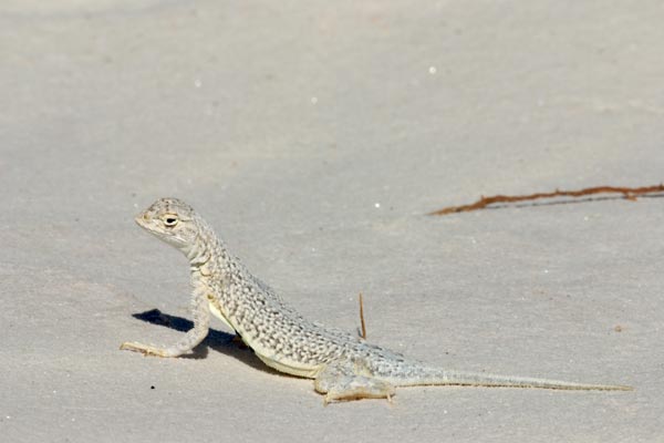 Common Lesser Earless Lizard (Holbrookia maculata)