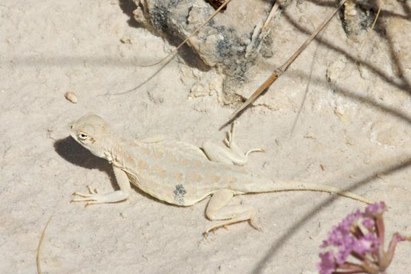 Common Lesser Earless Lizard (Holbrookia maculata)