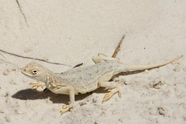 Common Lesser Earless Lizard (Holbrookia maculata)