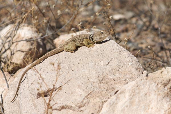 Eastern Collared Lizard (Crotaphytus collaris)