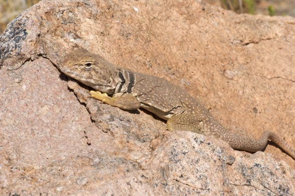 Eastern Collared Lizard (Crotaphytus collaris)