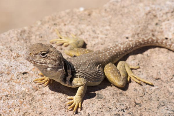 Eastern Collared Lizard (Crotaphytus collaris)