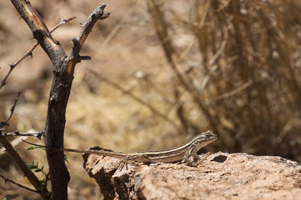 Southwestern Fence Lizard (Sceloporus cowlesi)