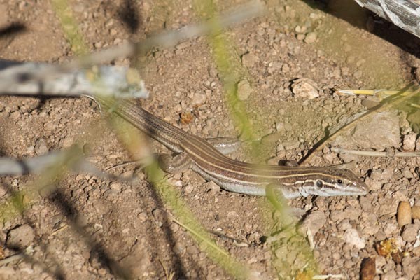 Desert Grassland Whiptail (Aspidoscelis uniparens)