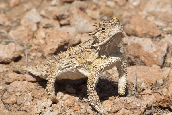 Texas Horned Lizard (Phrynosoma cornutum)