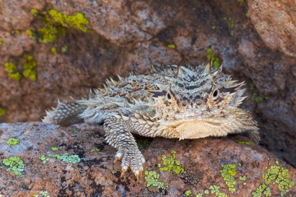 Texas Horned Lizard (Phrynosoma cornutum)