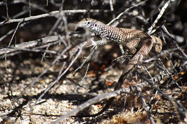 Great Basin Whiptail (Aspidoscelis tigris tigris)