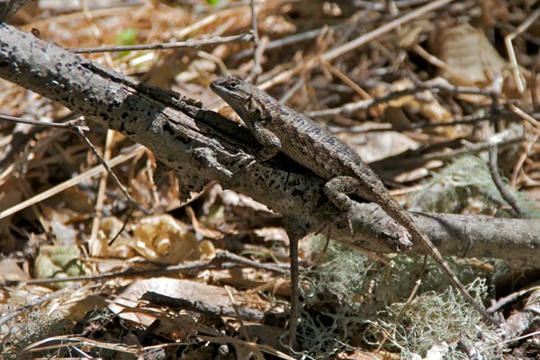 Coast Range Fence Lizard (Sceloporus occidentalis bocourtii)