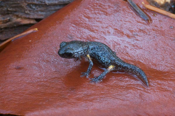 Painted Ensatina (Ensatina eschscholtzii picta)