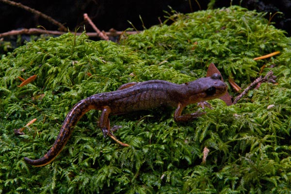 Painted Ensatina (Ensatina eschscholtzii picta)