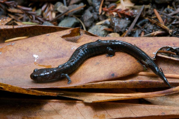 Del Norte Salamander (Plethodon elongatus)