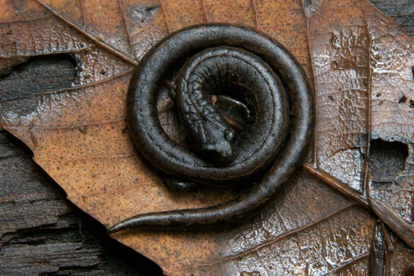 California Slender Salamander (Batrachoseps attenuatus)