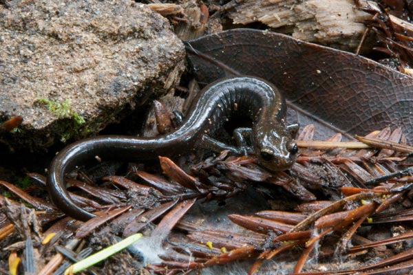 Del Norte Salamander (Plethodon elongatus)