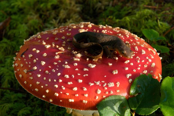 Rough-skinned Newt (Taricha granulosa)