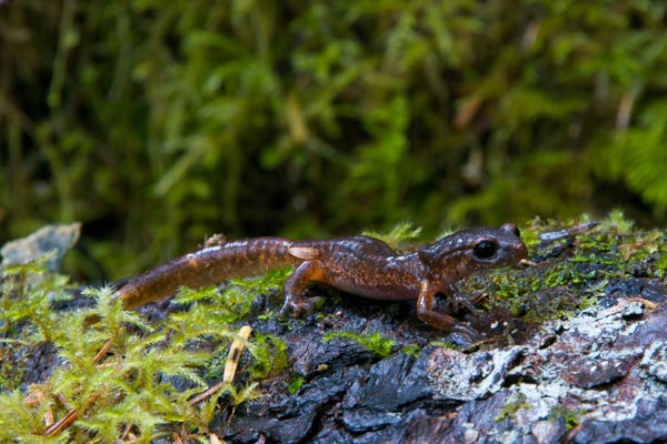 Oregon Ensatina (Ensatina eschscholtzii oregonensis)