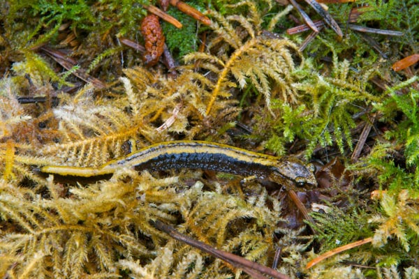 Western Red-backed Salamander (Plethodon vehiculum)