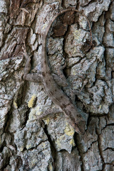 Puerto Rican Crested Anole (Anolis cristatellus cristatellus)