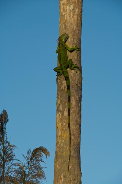 Green Iguana (Iguana iguana)