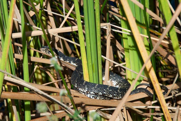 Florida Watersnake (Nerodia fasciata pictiventris)