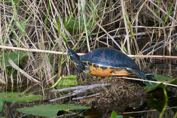 Florida Red-bellied Cooter (Pseudemys nelsoni)