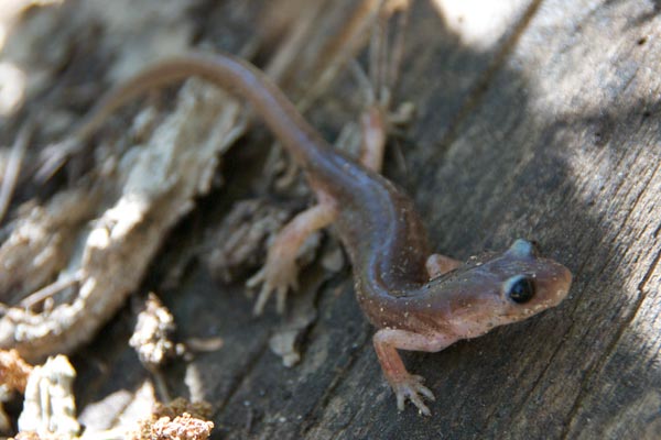 Monterey Ensatina (Ensatina eschscholtzii eschscholtzii)