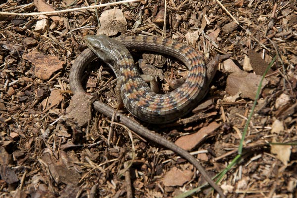 Woodland Alligator Lizard (Elgaria multicarinata webbii)