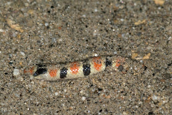 Colorado Desert Shovel-nosed Snake (Sonora annulata annulata)