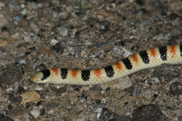 Colorado Desert Shovel-nosed Snake (Sonora annulata annulata)