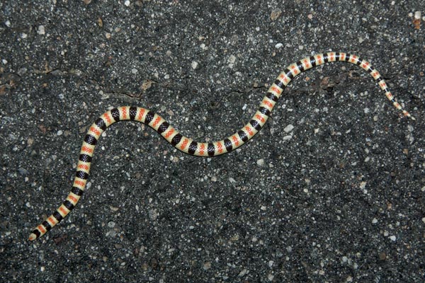 Colorado Desert Shovel-nosed Snake (Sonora annulata annulata)