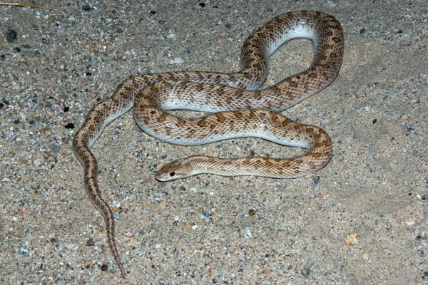 Desert Glossy Snake (Arizona elegans eburnata)