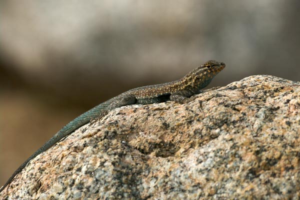 Western Side-blotched Lizard (Uta stansburiana elegans)