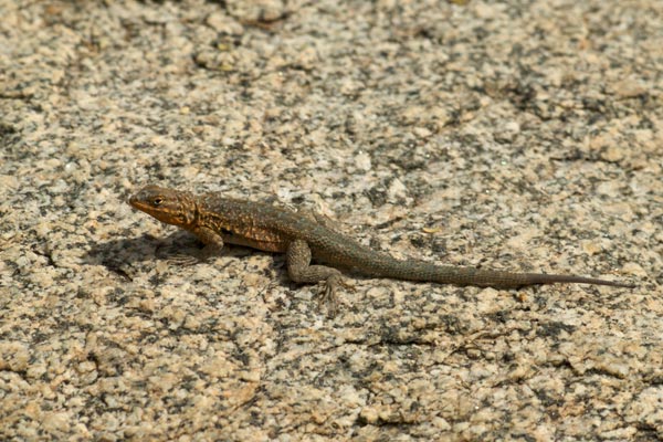 Western Side-blotched Lizard (Uta stansburiana elegans)