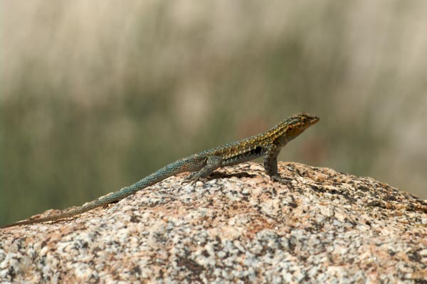 Western Side-blotched Lizard (Uta stansburiana elegans)