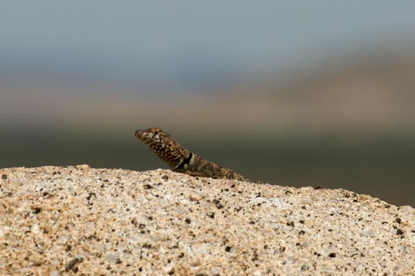 Mearns’s Rock Lizard (Petrosaurus mearnsi)