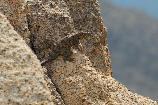 Mearns’s Rock Lizard (Petrosaurus mearnsi)