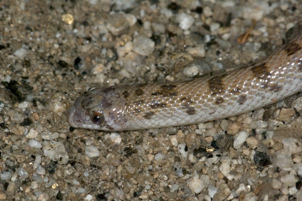 Spotted Leaf-nosed Snake (Phyllorhynchus decurtatus)