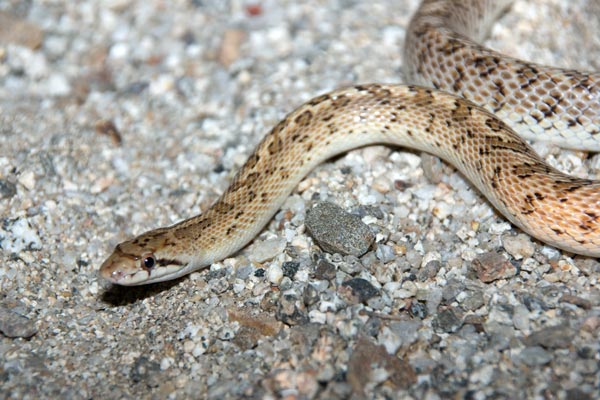 Desert Glossy Snake (Arizona elegans eburnata)