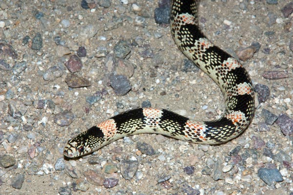 Long-nosed Snake (Rhinocheilus lecontei)