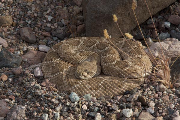 Western Diamond-backed Rattlesnake (Crotalus atrox)