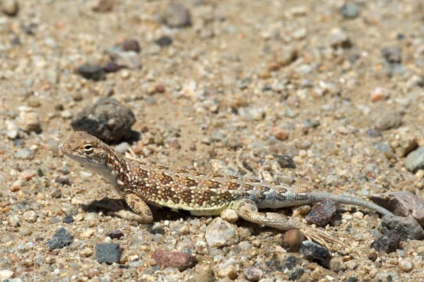 Sonoran Earless Lizard (Holbrookia elegans thermophila)