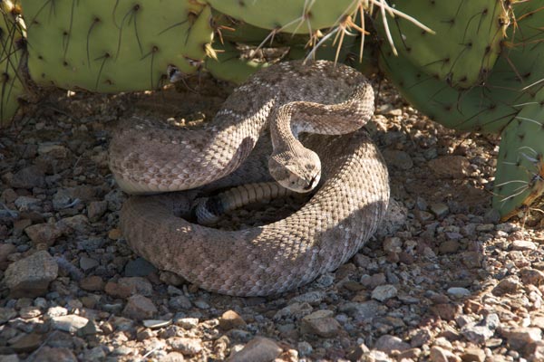 Western Diamond-backed Rattlesnake (Crotalus atrox)