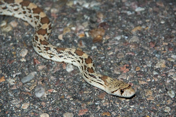 Sonoran Gopher Snake (Pituophis catenifer affinis)