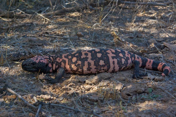 Reticulate Gila Monster (Heloderma suspectum suspectum)