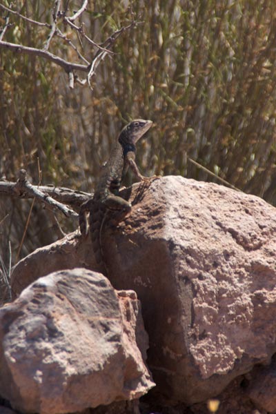 Chihuahuan Greater Earless Lizard (Cophosaurus texanus scitulus)